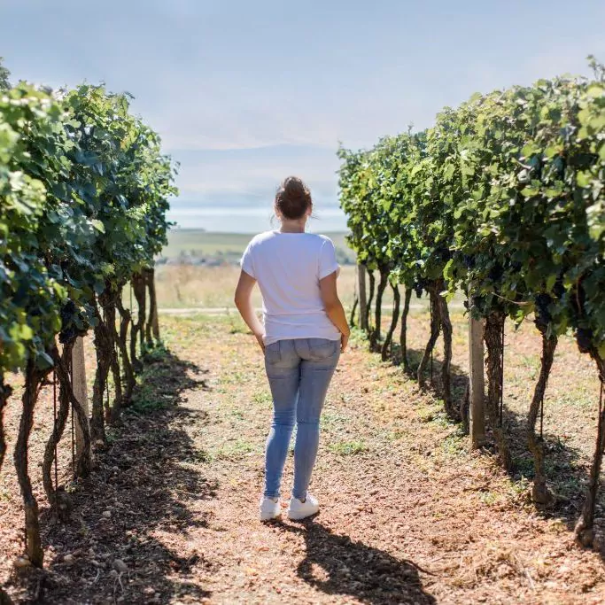 Unger2025-weingaerten-weiden-am-see-spritzerwein